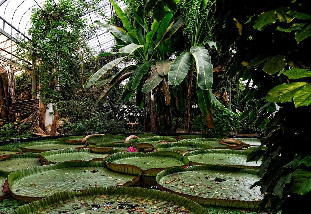 Ventnor Botanic Garden