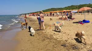 Dog Beach