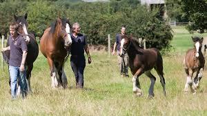 Cotebrook Shire Horse Centre