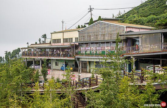 Dalunshan Tea Garden Ginkgo Forest