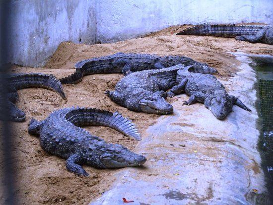 Amaravathi Crocodile Farm