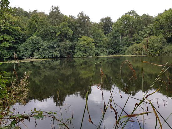 Dimmingsdale Nature Reserve