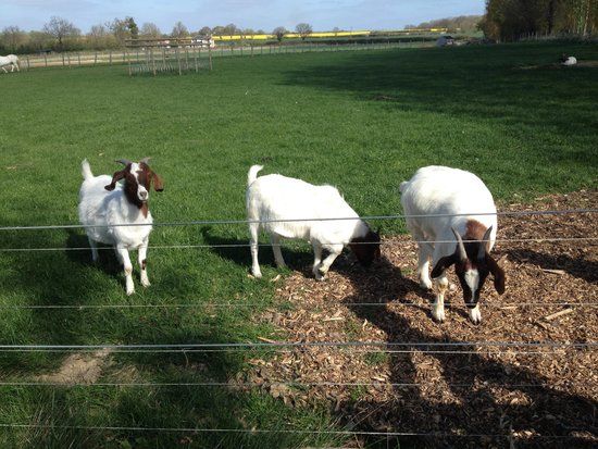 Hollow Trees Farm Shop