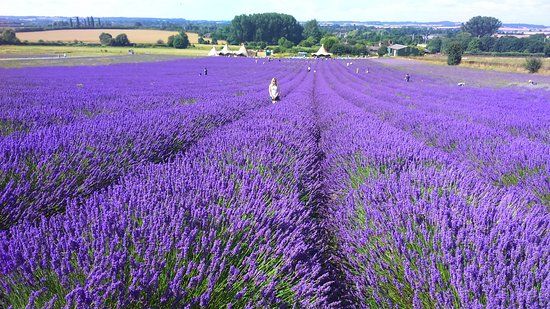Hitchin Lavender