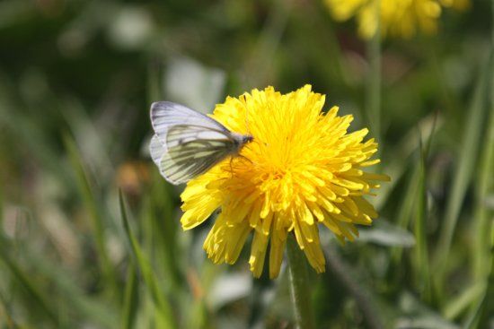 Pollardstown Fen Nature Reserve