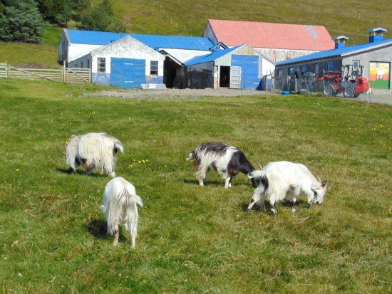 Haafell Goats and Roses