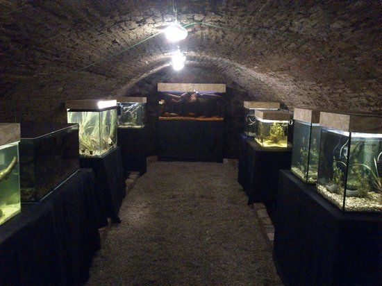Szentendre Aquarium and Terrarium House