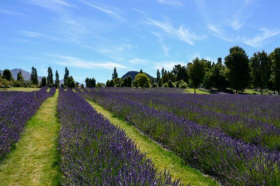 Wanaka Lavender Farm