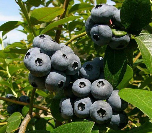 Otway Blueberries PYO