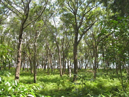 Tilligerry Habitat Tanilba Bay
