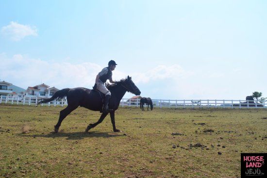 Horseland Jeju