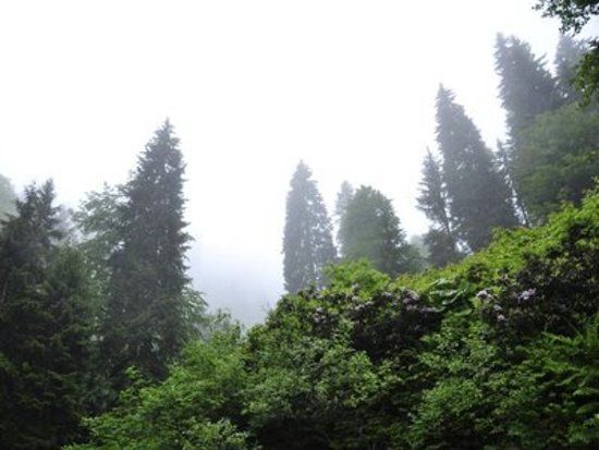 Orumcek Ormani Tabiati Koruma Alani