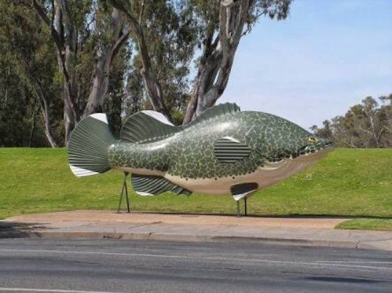 Giant Murray Cod