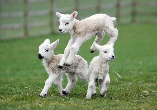 Thornton Hall Farm Country Park