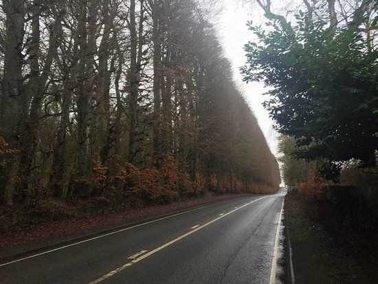 Meikleour Beech Hedge