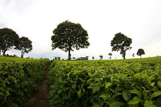 Kericho Tea Plantations