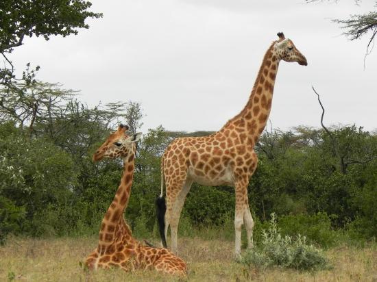 Soysambu Conservancy