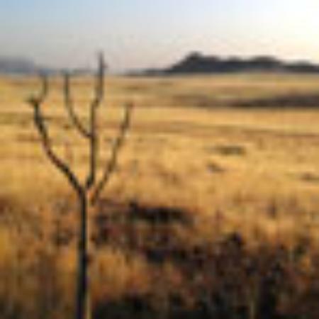 Pizzeria Lo Stregatto