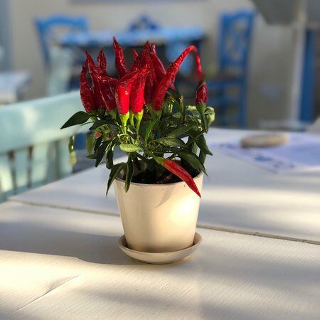 Seminario Restaurant