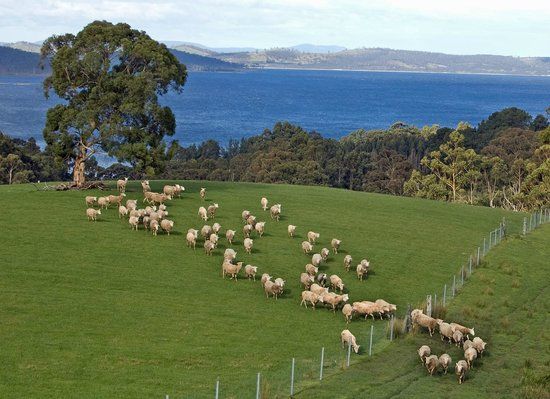 Grandvewe Farm Cheesery