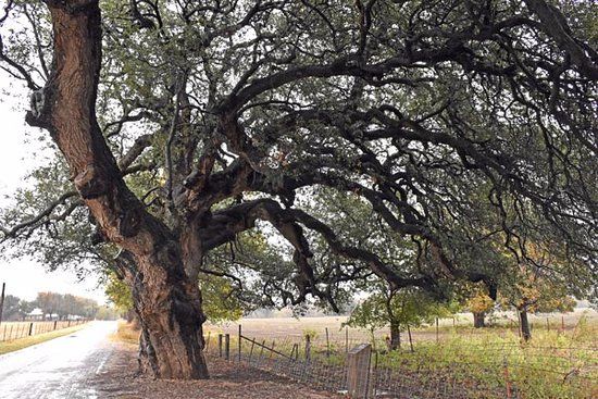 Wedding Oak Tree