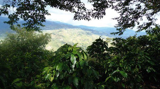 Finca Cafetera La Esmeralda