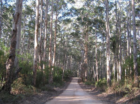 Boranup Karri Forest