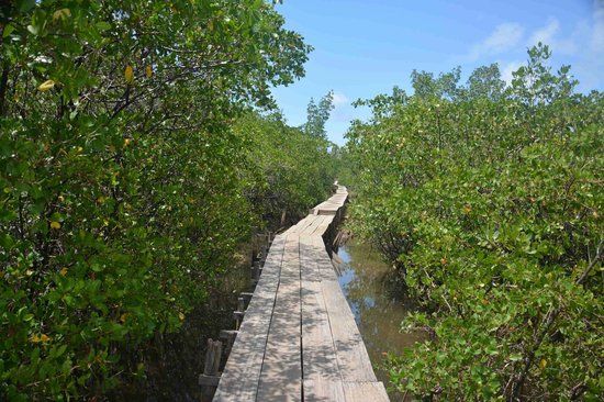 Associacao Peixe-Boi