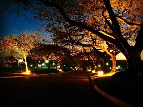 Caminho dos Flamboyants