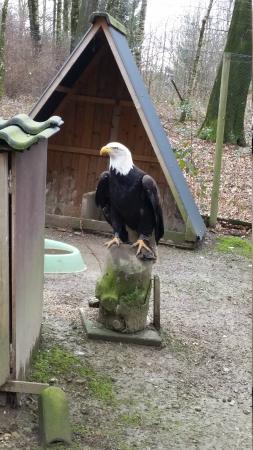 Falknerei Bergisch Land