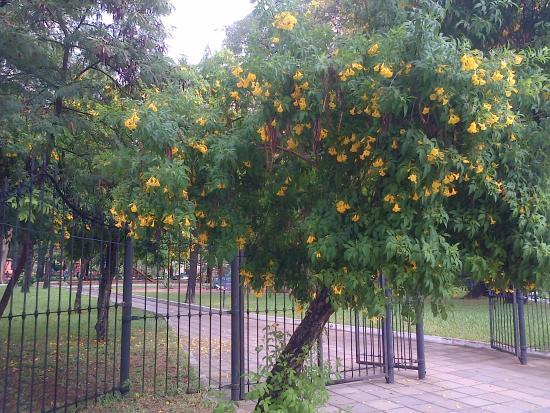 Plaza Infante Rivarola