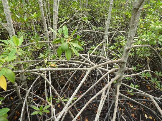 Kung Krabaen Bay Royal Development Study Center