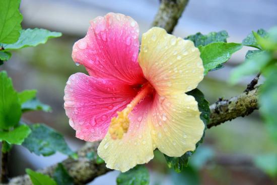 Farm Shop Utopia Farm Miyakojima