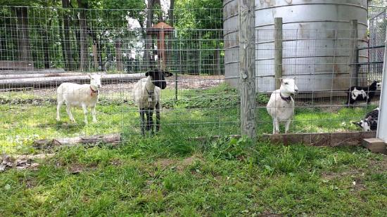 Willoughby Heritage Farm