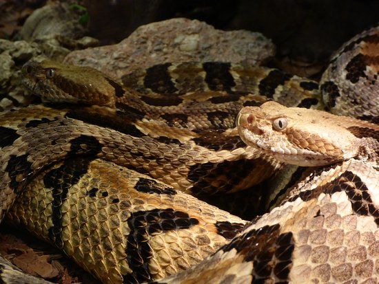 Reptilienhaus Oberammergau