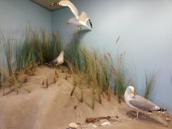 Carl-Zeiss-Naturzentrum-Amrum