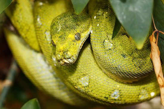 Schlangenzoo Eschlikon