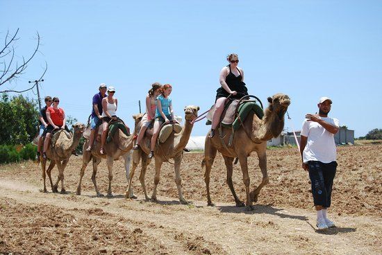 Camel Park