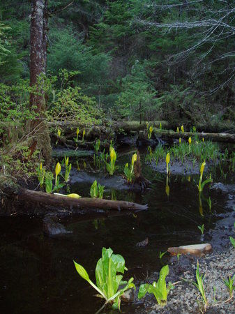 Tongass National Forest
