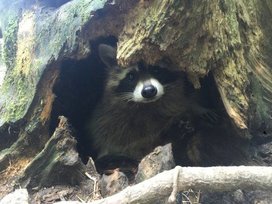 Natur-und Erlebnispark Buchenberg