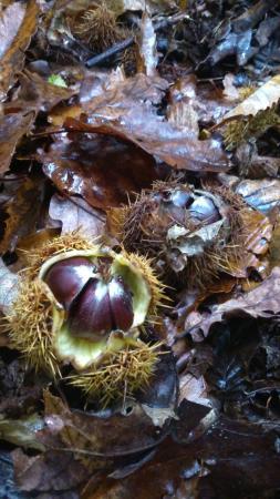 Foret de Saint-Germain-en-Laye