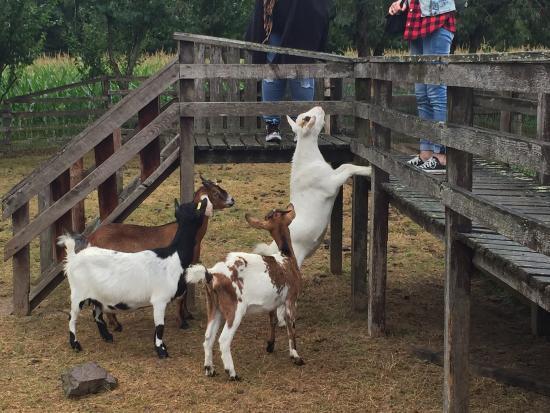 La Chevrerie du Desert