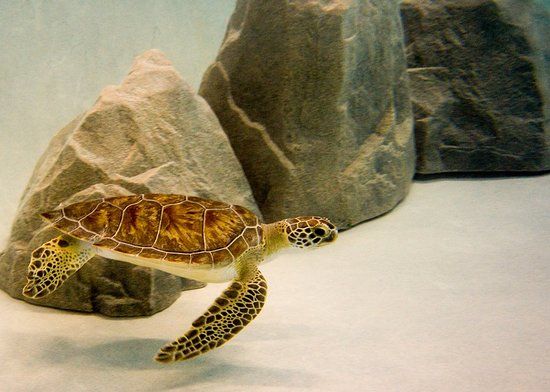 Navarre Beach Sea Turtle Conservation Center
