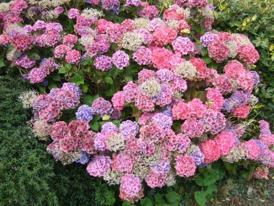 Garey Ny Cloie Gardens