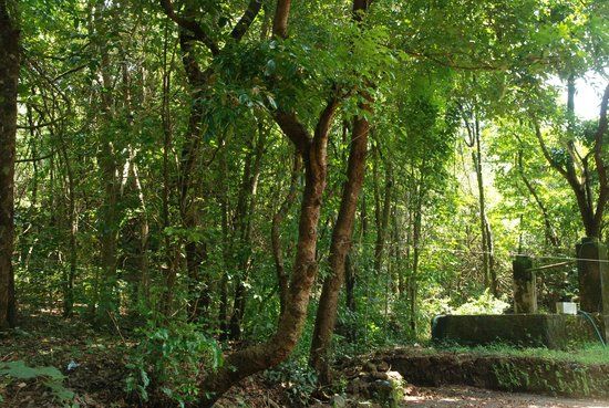 Kareem's Forest Park