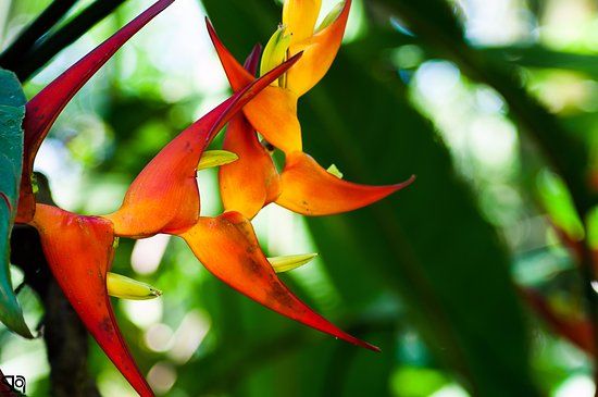 Parque Natural Municipal Nascentes de Paranapiacaba