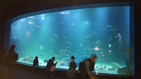 Alive Aquarium Daegu