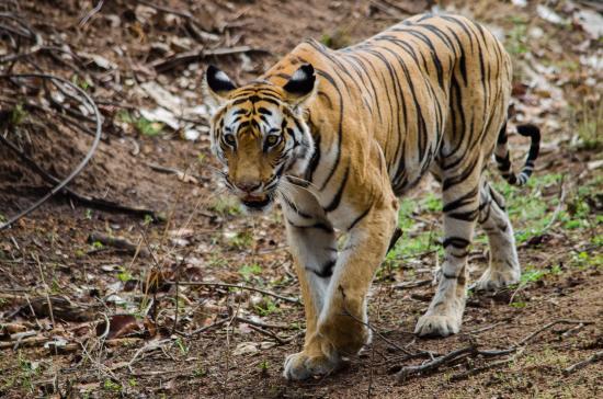 Panpatha Wildlife Sanctuary