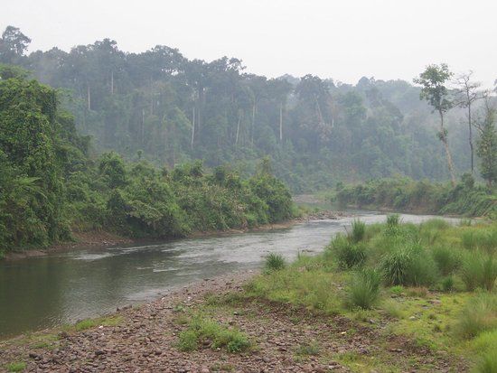 Dehing Patkai Wildlife Sanctuary