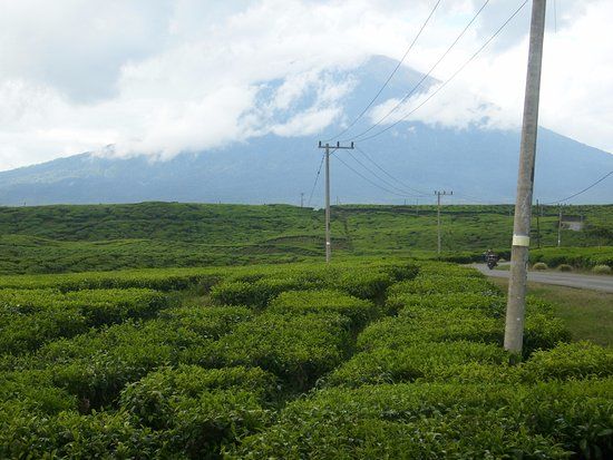 Kayu Aro Tea Plantation